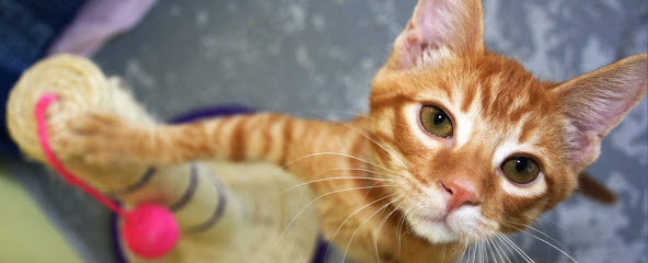 Animal Welfare League Queensland Op Shop